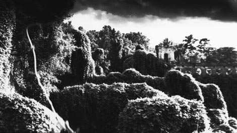 Kudzu loza (Kudzu Vine), red. Josh Gibson